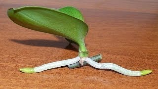 How to Grow Orchids from Stem Cuttings [upl. by Liam]