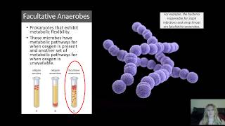 Microbial Metabolism  Fermentation Aerobic and Anaerobic Cellular Respiration [upl. by Isadora]