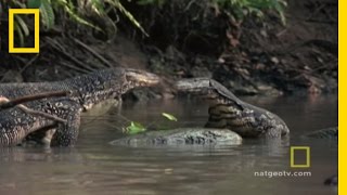 Lizard vs Lizard  National Geographic [upl. by Hulburt947]