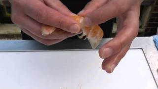 Passionate About Fish  How to prepare fresh langoustine [upl. by Dominus]