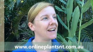 How to propagate Hedychium Coronarium ornamental ginger [upl. by Hosea]