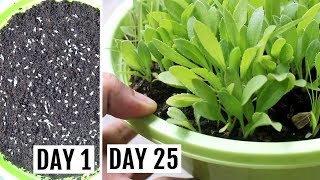 How to Grow Gaillardia from Seeds with UPDATES [upl. by Enyt703]