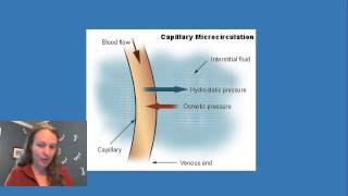 Oncotic and Hydrostatic Pressure in the Capillaries [upl. by Yatnahc302]