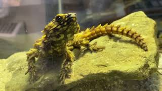 Home Safari  Armadillo Lizard  Cincinnati Zoo [upl. by Akimat]