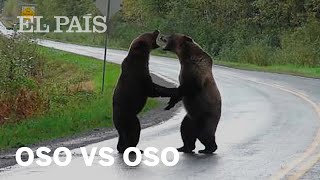 La pelea entre dos osos que se volvió viral [upl. by Thury268]