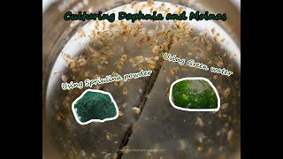 How To Culture Daphnia and Moinas using Green Water Spirulina powder [upl. by Meryl440]