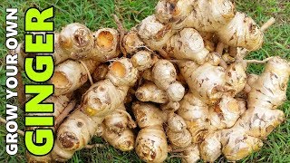 How to Grow GINGER In Beds Containers amp Different Climates [upl. by Darton593]