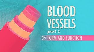 Blood Vessels Part 1  Form and Function Crash Course Anatomy amp Physiology 27 [upl. by Aynotel]