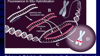 GENETIQUE Hybridation moléculaire et sondes [upl. by Lasonde4]