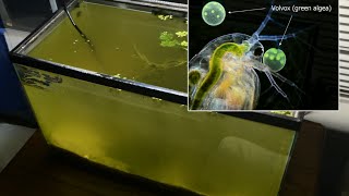 Raising Daphnia for the Freshwater Aquarium [upl. by Enytsuj966]