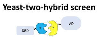 Yeasttwohybrid screen Y2H [upl. by Florida]