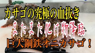 カサゴの究極の血抜き またまた化け物降臨 【巨大鋼鉄オニカサゴ！】編 vol316 [upl. by Cuthbertson]