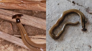 Hammerhead Flatworms Are Gross and Bad [upl. by Gorski]