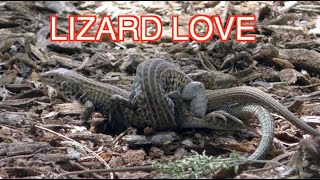 Whiptail Lizards Mating NARRATED [upl. by Eldnar705]