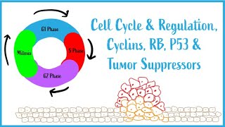 Cell Cycle amp Regulation Mitosis Cyclins RB P53 amp Tumor Suppressors USMLE Esssentials [upl. by Press]