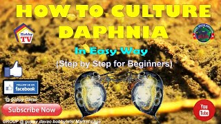 HOW TO CULTURE DAPHNIA In Easy Way [upl. by Lekcim]