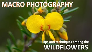 MACRO PHOTOGRAPHY Tips and techniques among the wildflowers [upl. by Larred317]