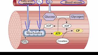 ATP Production in Skeletal Muscle [upl. by Drehcir]