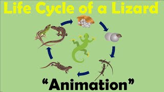 LIZARD LIFE CYCLE  Animation [upl. by Lindo]